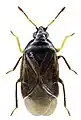 Oriini: Orius niger