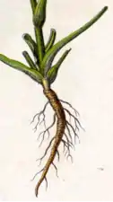 Illustration d'une racine pivotante brune.