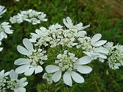 Orlaya grandiflora