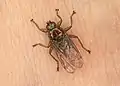 Famille Hippoboscidae, Ornithomya avicularia.