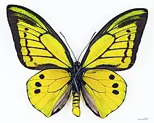 O. g. supremus, ♂ (revers)