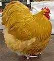Coq orpington