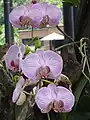 Orchidées