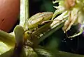 Nymphe