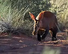 photo d'un animal