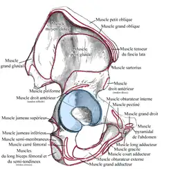 Os coxal droit. Vue externe. Insertions musculaires.