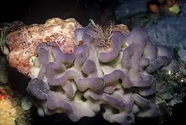 Oscarella lobularis (Plakinidae)