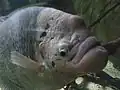 Gros plan sur la tête d'un spécimen au Blue Reef Aquarium (en), au Royaume-Uni.