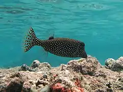 Ostracion meleagris (femelle)