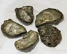 Huîtres olympe (Ostrea lurida (en)).