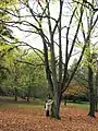 Arbre dénudé à l'automne