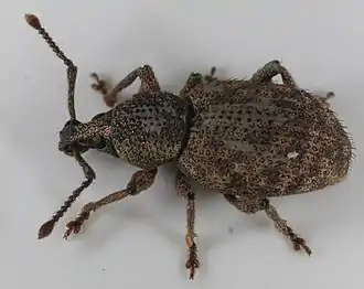 Otiorhynchus scaber