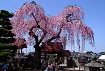 Cerisier pleureur dans la ville de Shirakawa (Fukushima).