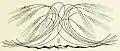 Blé, illustration pour Deutsche kunst und dekoration, 1898
