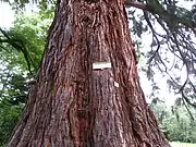 Séquoia géant (hauteur 43 m, diamètre 4 m) dans le parc du Windeck.