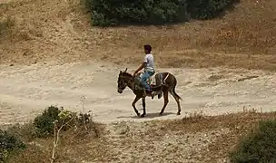 Monté pour un déplacement (Oued Zitoun&nbsp;(en), 2016).