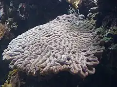 Oulophyllia crispa.