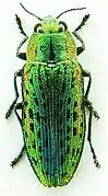 Lamprodila mirifica.