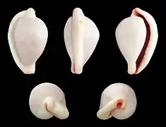 Ovula costellata