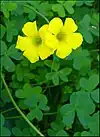 Oxalis pes-caprae, Palestine