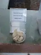 œufs
