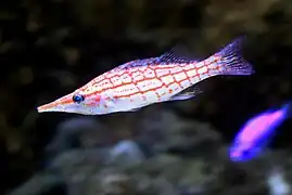 Oxycirrhites typus