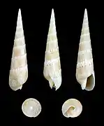 Oxymeris crenulata.