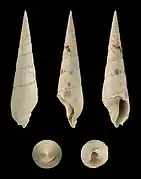 Oxymeris plicaria.