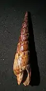 Oxymeris senegalensis.