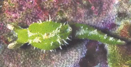 Oxynoe panamensis