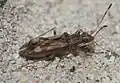 Ozophora picturata, Oklahoma (États-Unis).