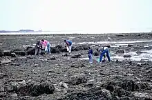La faible profondeur des eaux du platier pendant la marée basse favorise la pêche à pied.