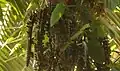 Infrutescence de Welfia regia