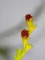 Fruits matures de Microtea debilis.