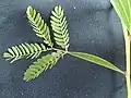 feuille composée bipennée d’Acacia mangium juvénile