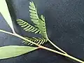feuille composée bipennée d’Acacia mangium juvénile