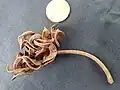 vieille gousse d’Acacia mangium (en Guyane)