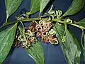 rameau fructière d’Acacia mangium avec des gousses plus ou moins matures (en Guyane)