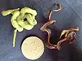 gousses mature et immature d’Acacia mangium (en Guyane)