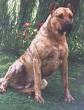 Cimarron uruguayen