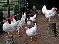 Des poules et coq Leghorn blancs de type moderne.