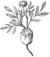 prolifération d'un rosier