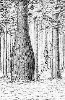 Illustration du gemmage landais dans la revue américaine Popular Science (1895-1896).