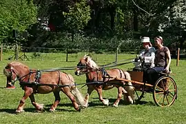 Attelage de deux Shetland alezans en tandem, aux Pays-Bas