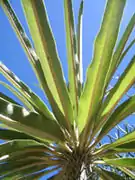 Pachypodium geayi