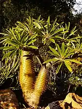 Un Pachypodium lamerei