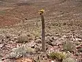 Pachypodium namaquanum.