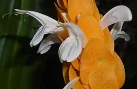 Fleurs