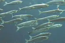 Un banc de petits poissons argentés.