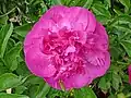 Pivoine Félix Crousse, obtention Crousse 1881